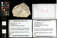 Foto (Objekt + Etiketten) von Mundopsidae indet. 